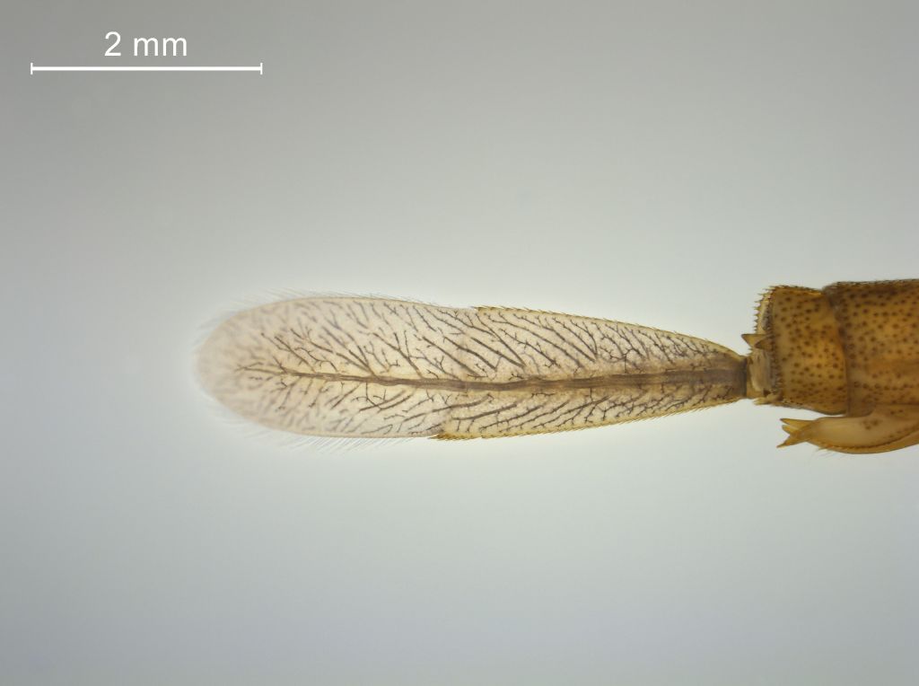 Coenagrion lunulatum